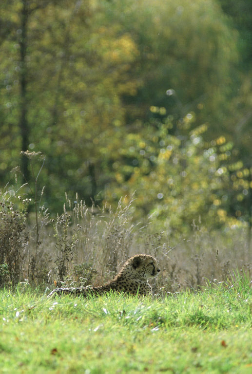 Le Parc Des Felins, Oct 26, 2009
