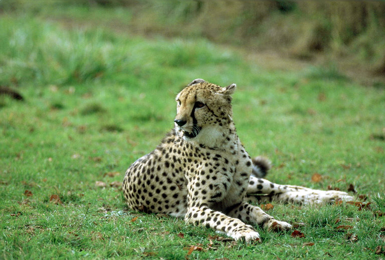 Le Parc Des Felins, Oct 26, 2009