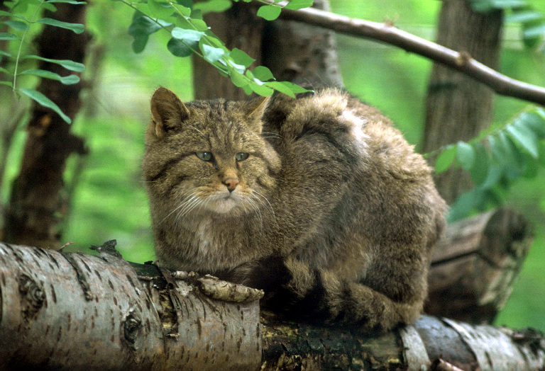 Le Parc Des Felins, Oct 26, 2009