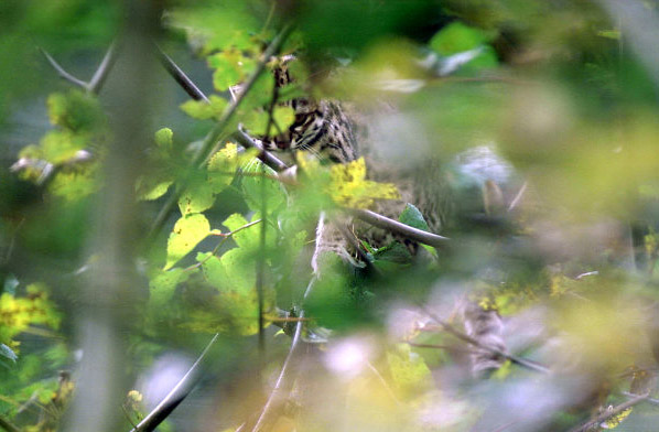 Le Parc Des Felins, Oct 26, 2009