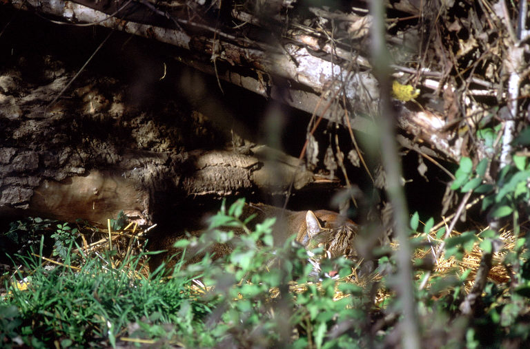 Le Parc Des Felins, Oct 26, 2009