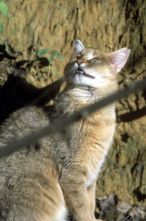 Le Parc Des Felins, Oct 26, 2009