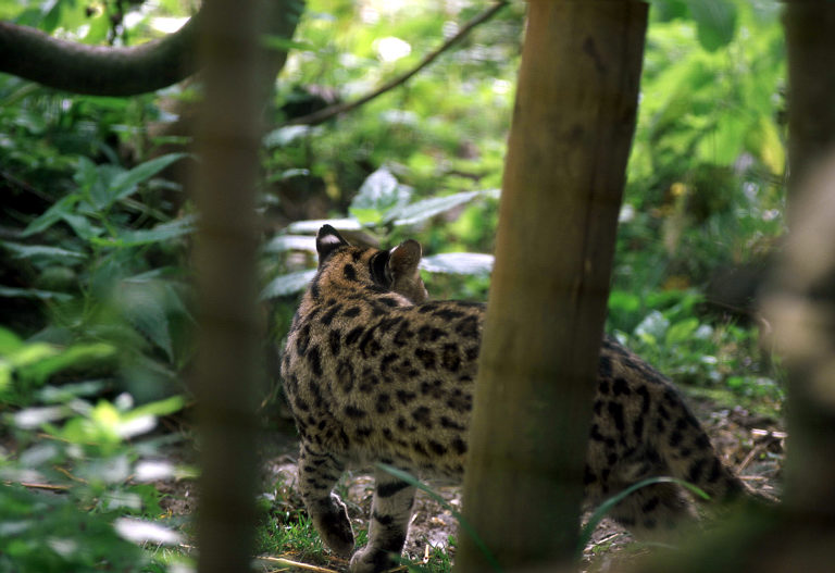 Le Parc Des Felins, Oct 26, 2009