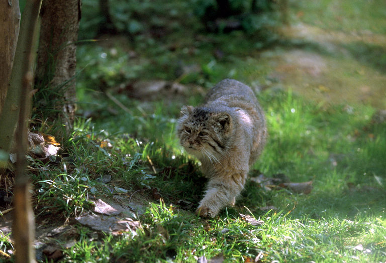 Le Parc Des Felins, Oct 26, 2009
