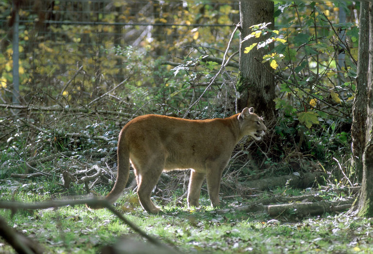 Le Parc Des Felins, Oct 26, 2009