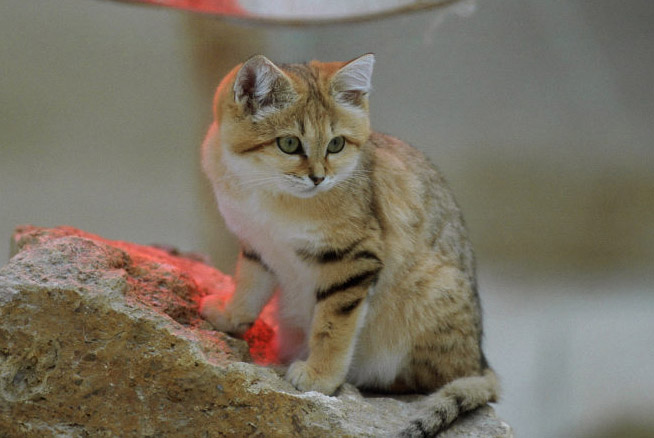 Le Parc Des Felins, Oct 26, 2009