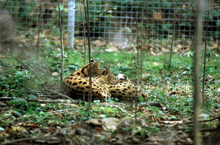 Le Parc Des Felins, Oct 26, 2009