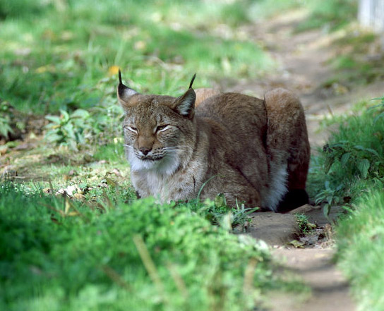 Le Parc Des Felins, Oct 26, 2009