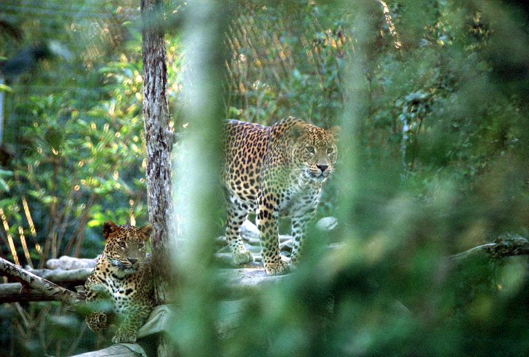 Le Parc Des Felins, Oct 26, 2009