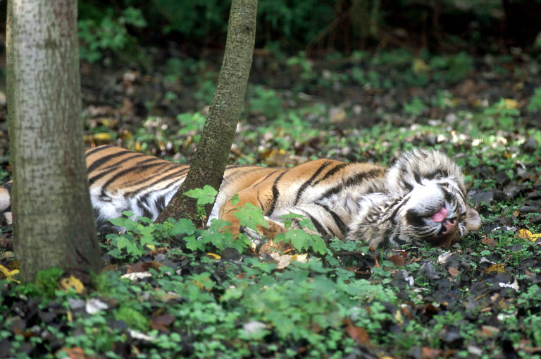 Le Parc Des Felins, Oct 26, 2009