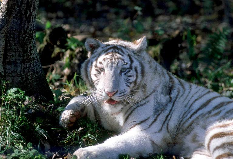 Le Parc Des Felins, Oct 26, 2009