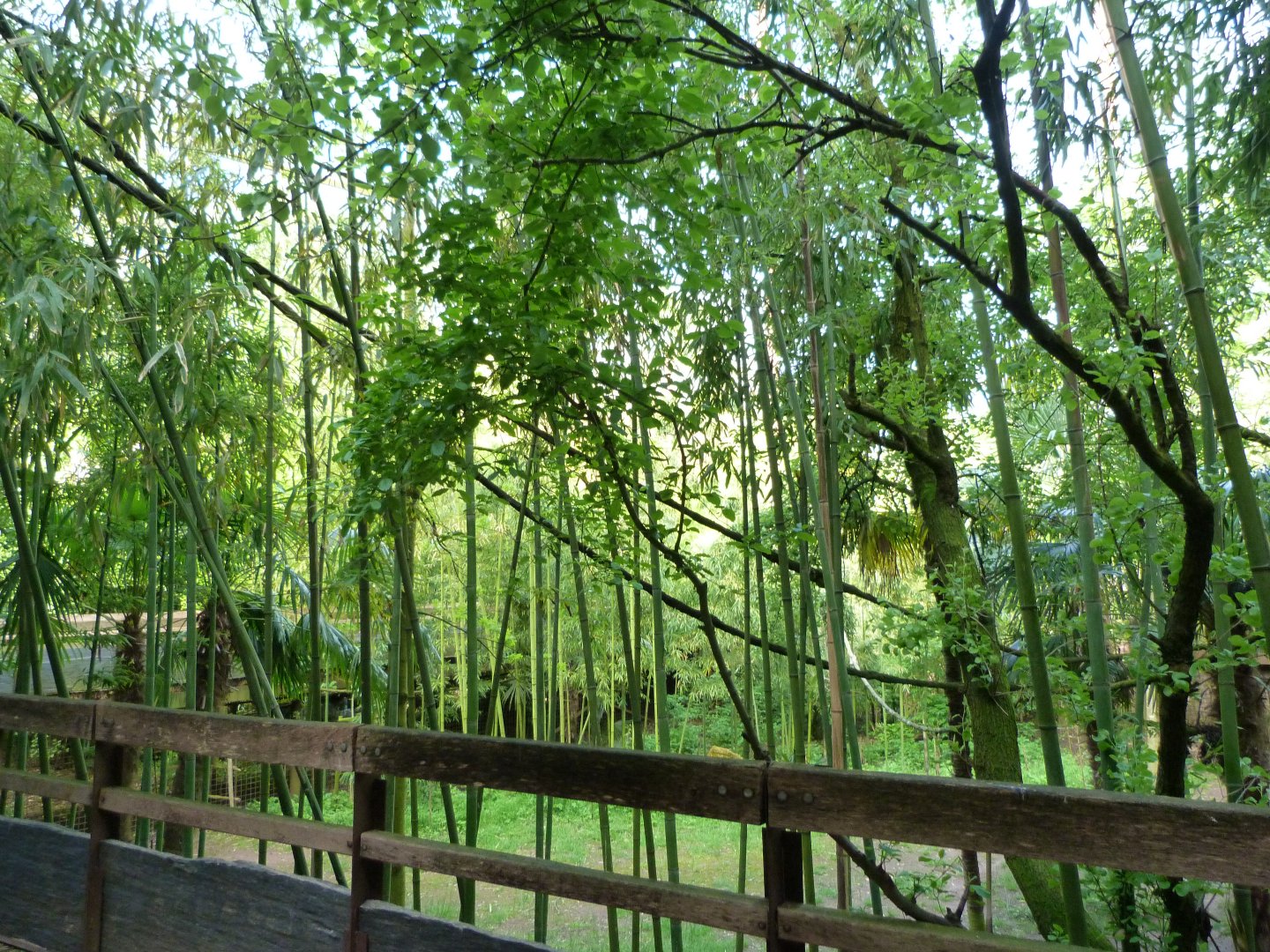 "Le Sanctuaire des okapis" view -Bioparc de Doué la Fontaine (2025)