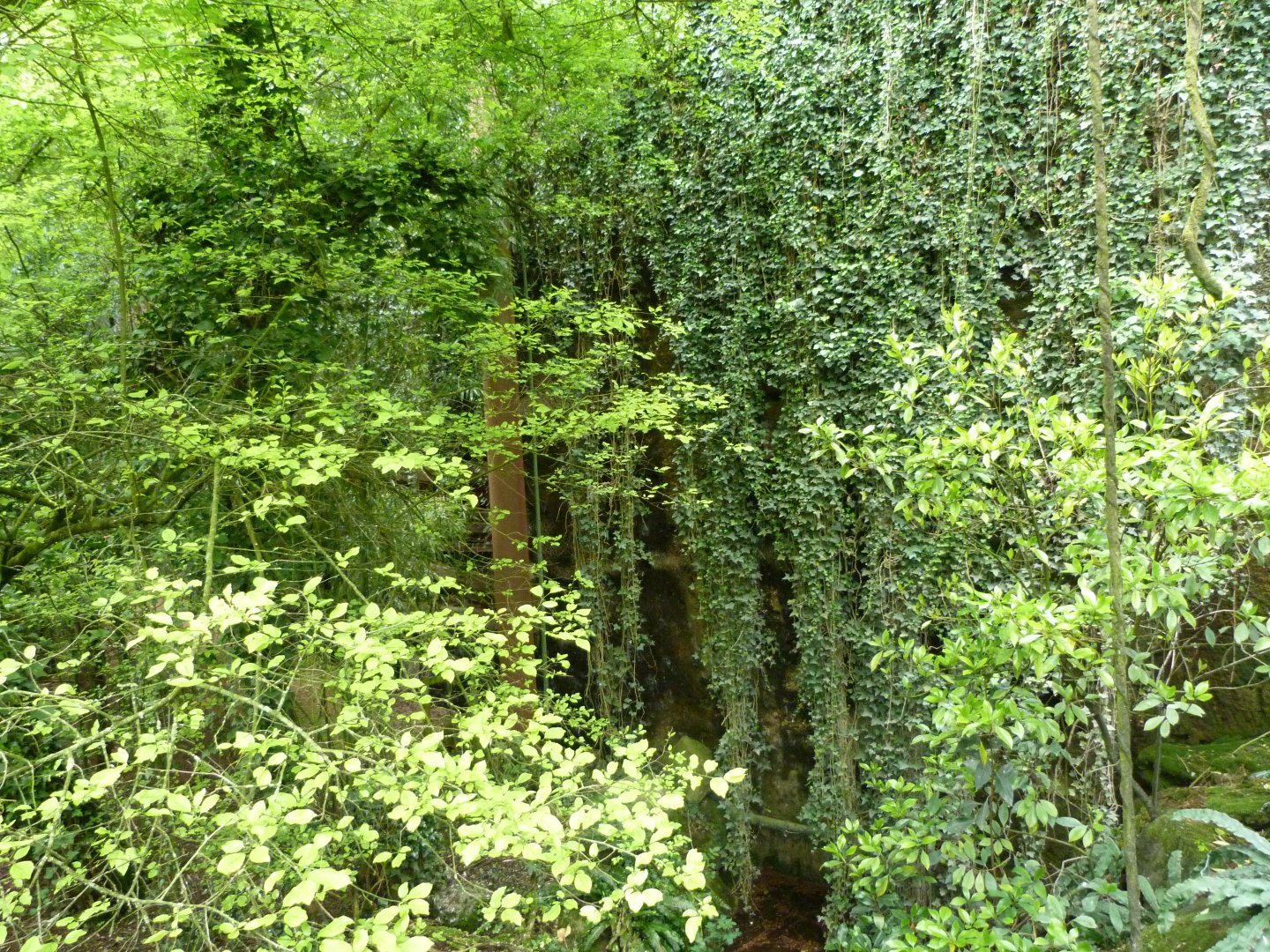 "Le Sanctuaire des okapis" view -Bioparc de Doué la Fontaine (2025)