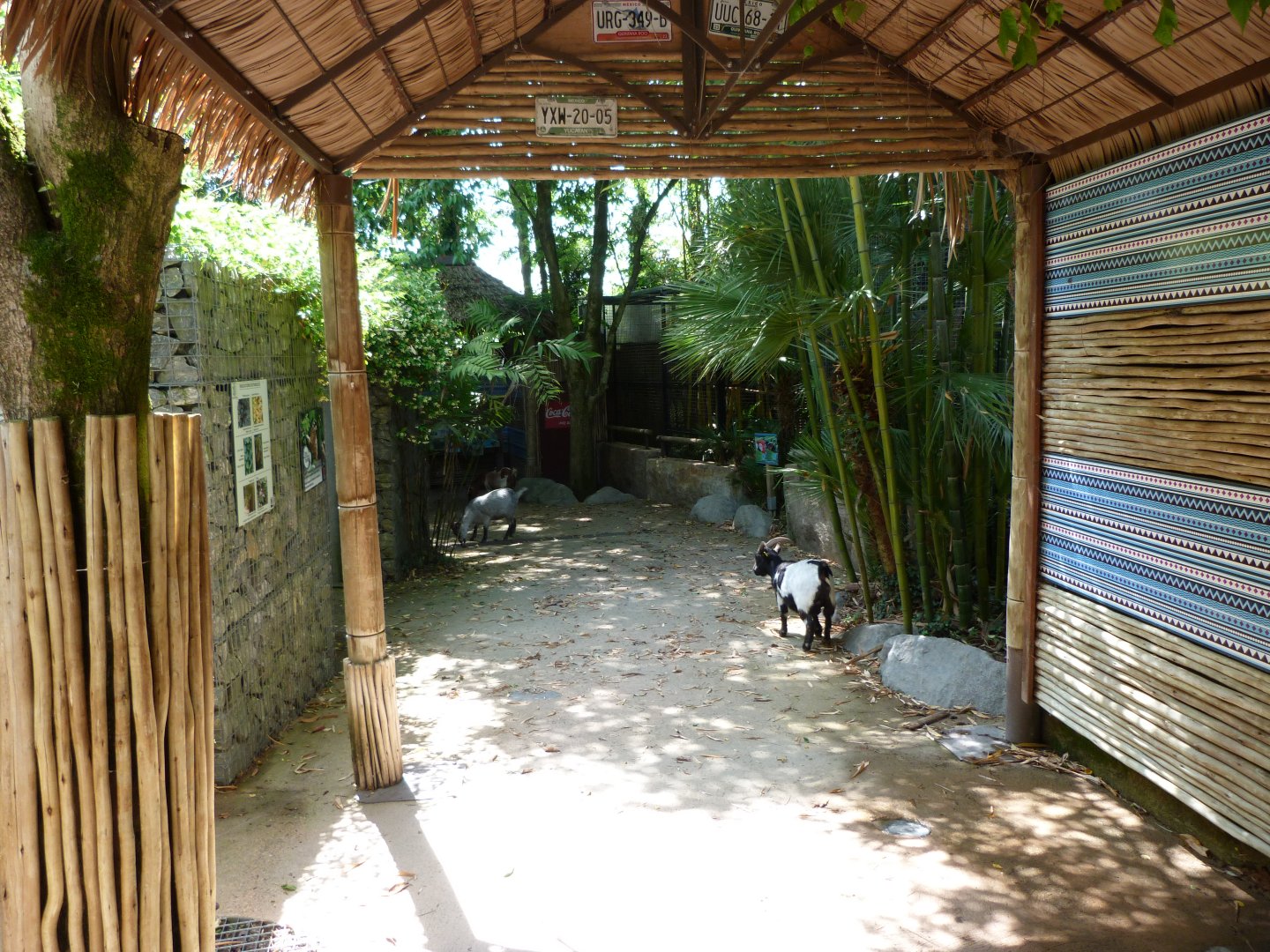 "Le temple de l’ocelot" view -Zoo d'Asson (2025)