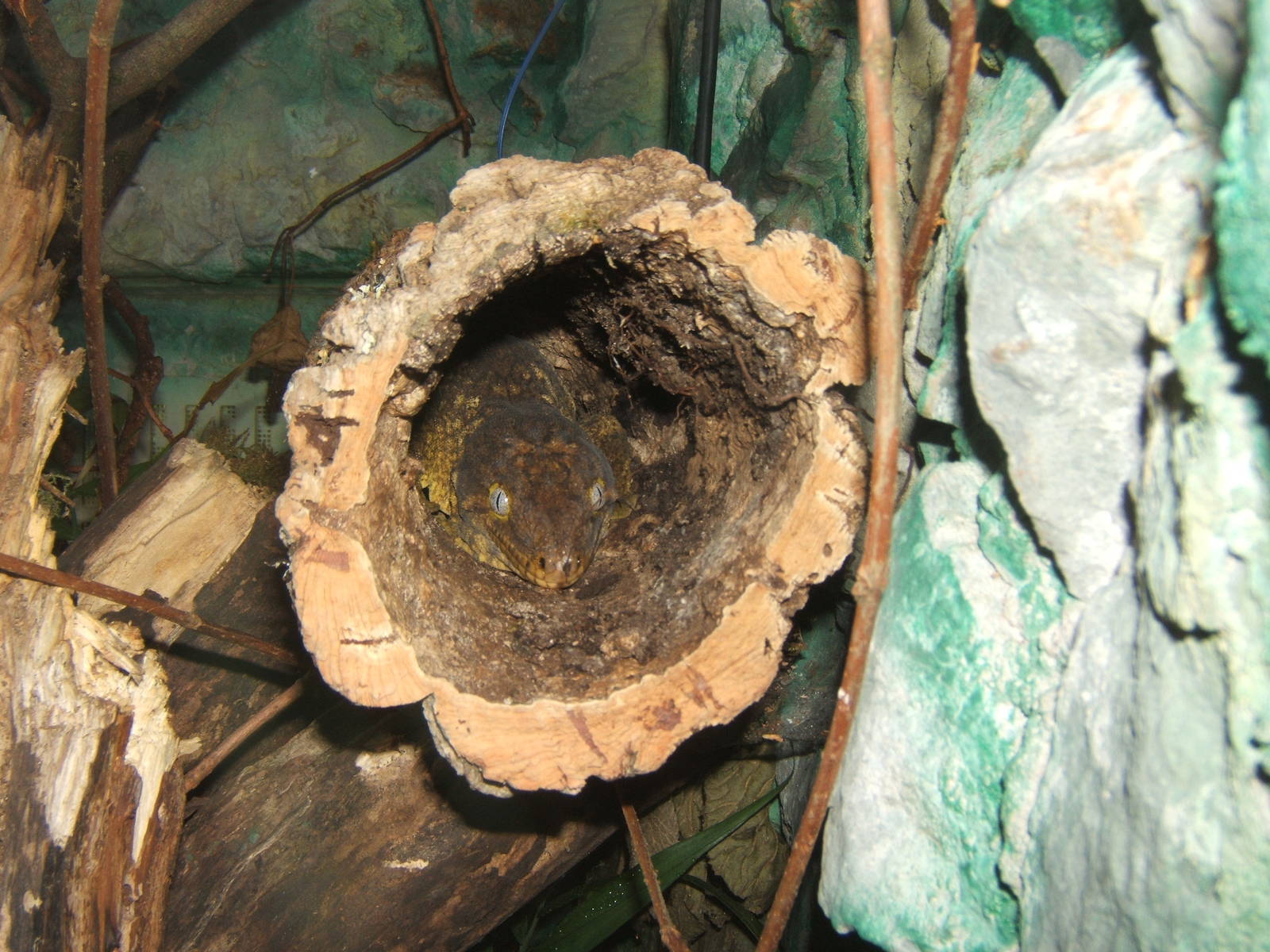 Leachie`s Giant Gecko