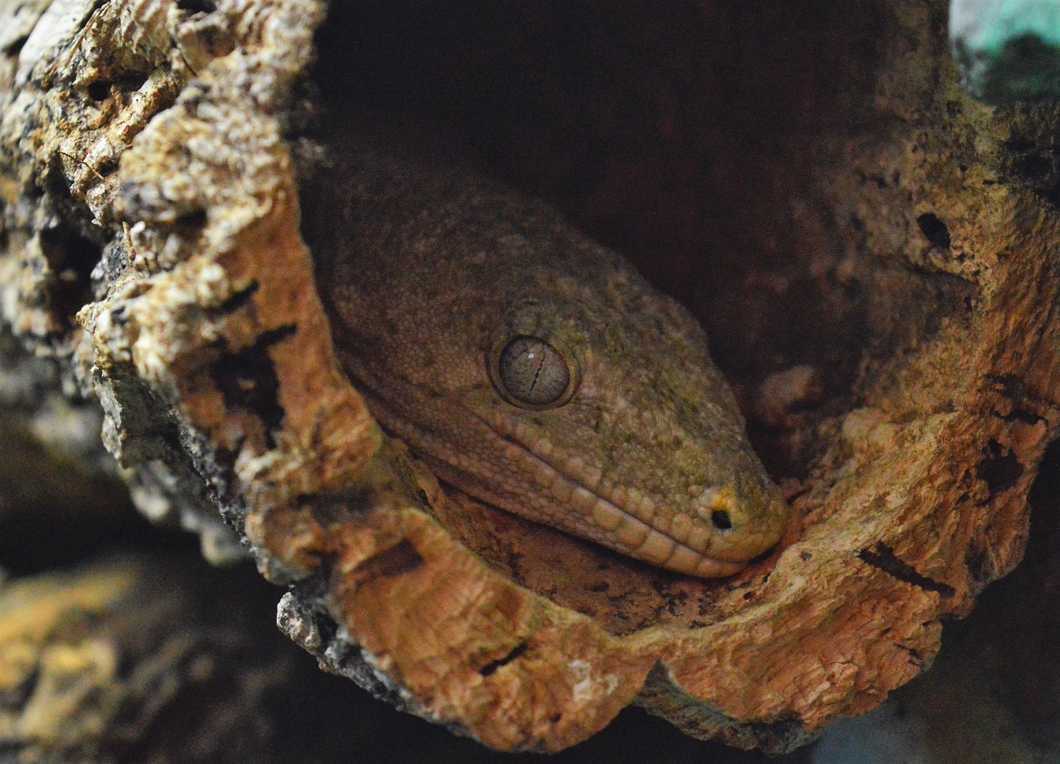 Leachie`s Giant Gecko