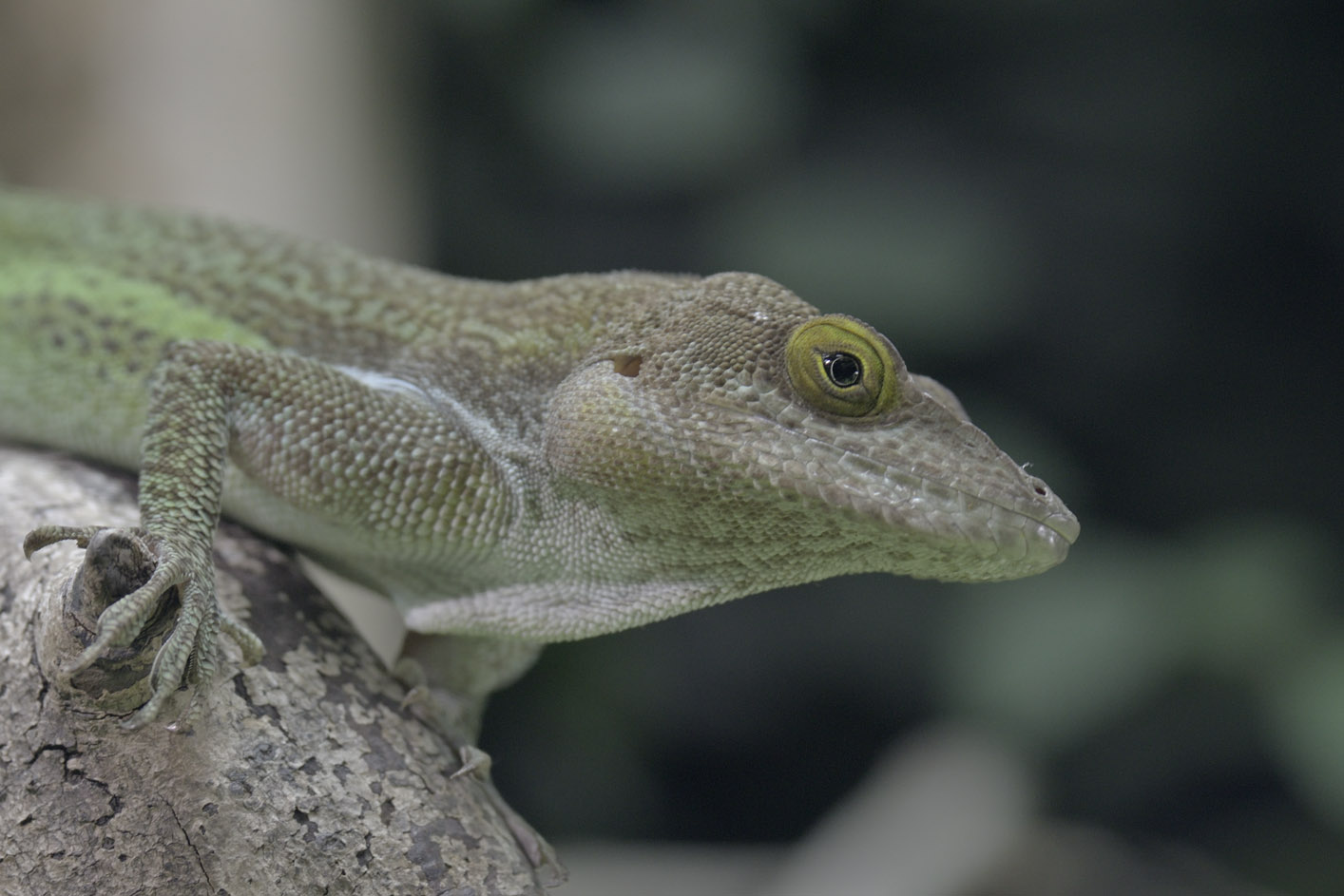 Leach's anole