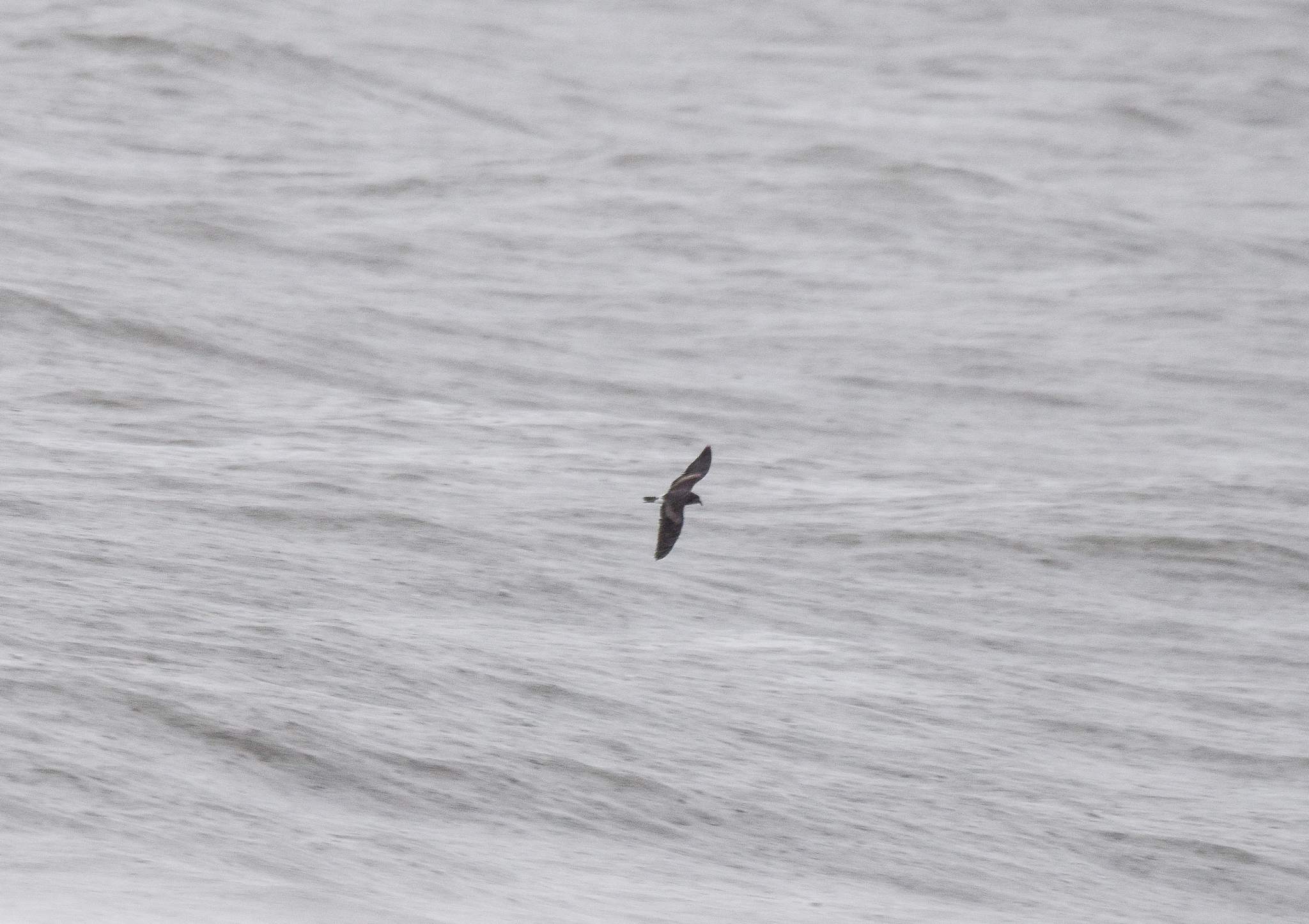 Leach's Storm-Petrel