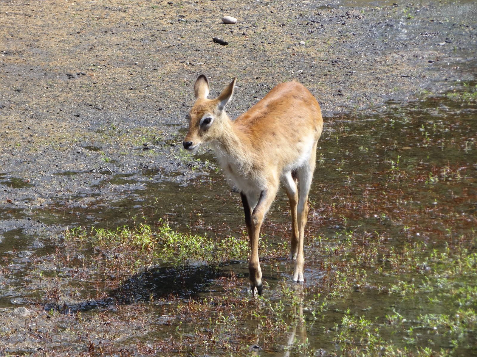 Leachwe Waterbuck
