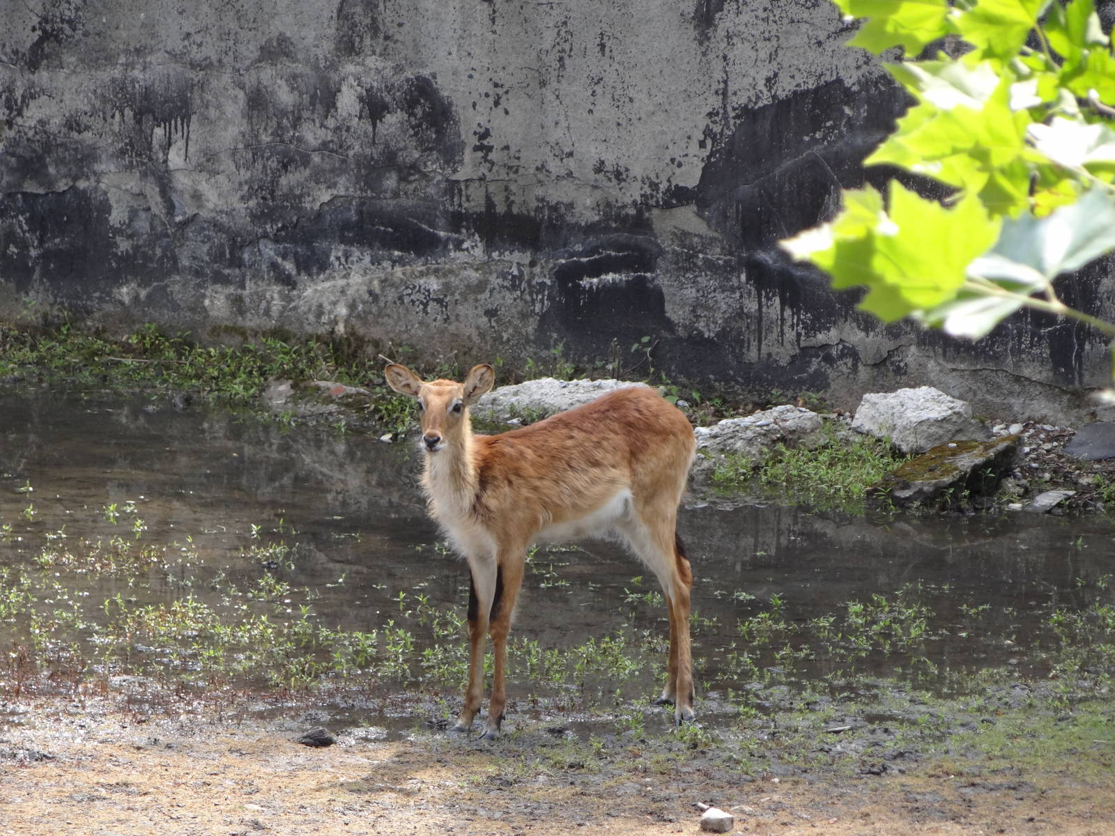 Leachwe Waterbuck