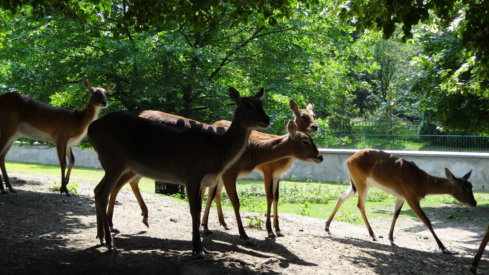 Leachwe Waterbuck