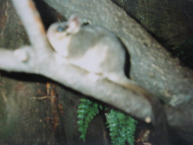 Leadbeater`s Possum in the Clore 1990.