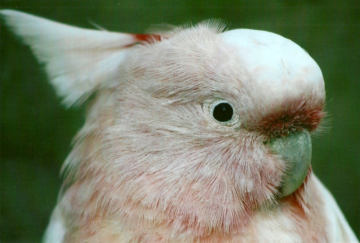 Leadbeater's Cockatoo 13th September 2012