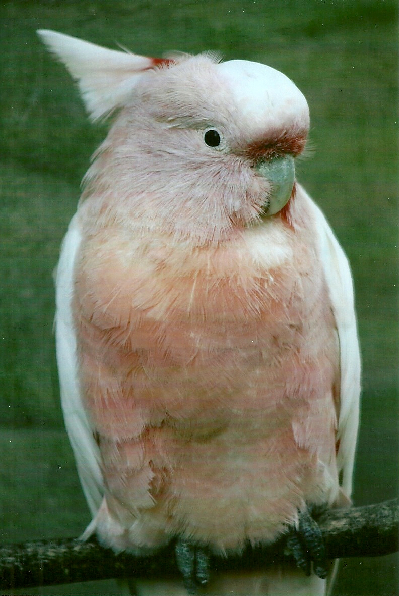 Leadbeater's Cockatoo 13th September 2012