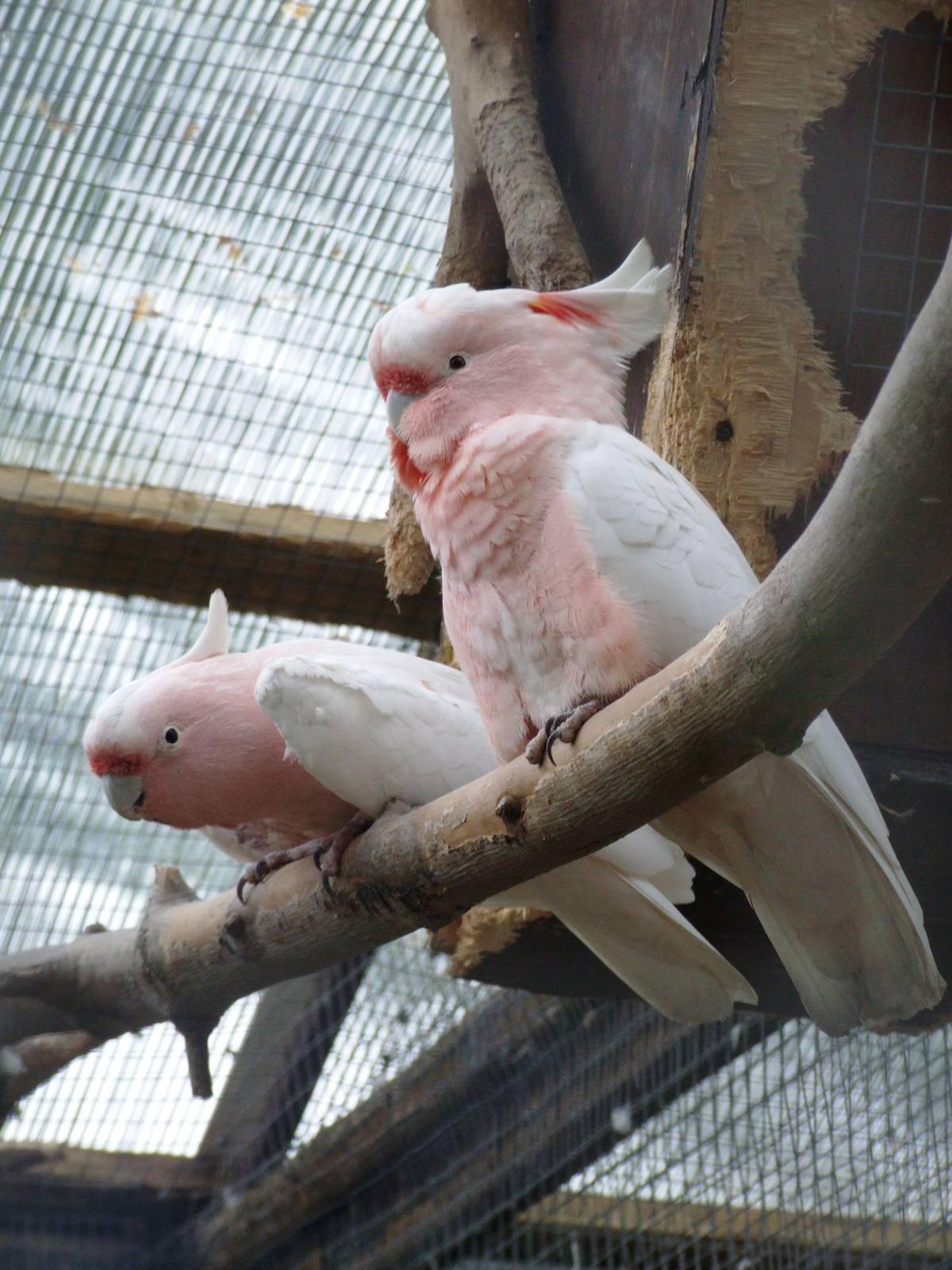 Leadbeater's Cockatoo at Tropical Birdland, 18/05/13