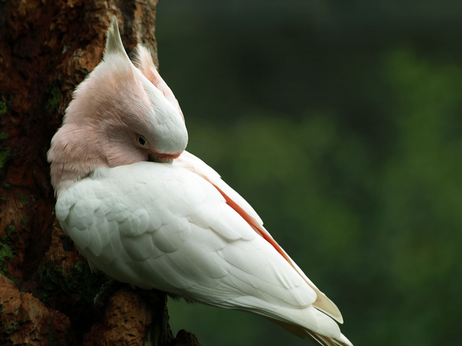 Leadbeater's cockatoo