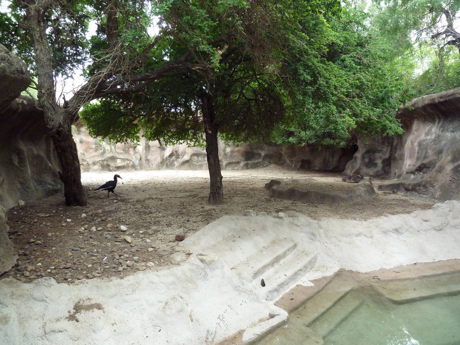 Leadbeater's Ground Hornbill Exhibit