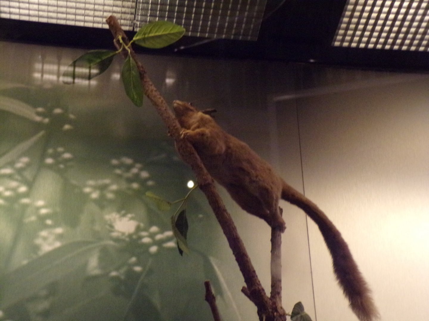 Leadbeater’s possum 26.8.23