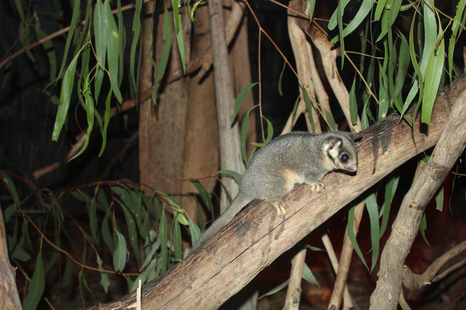 Leadbeater's Possum (Gymnobelideus leadbeateri)