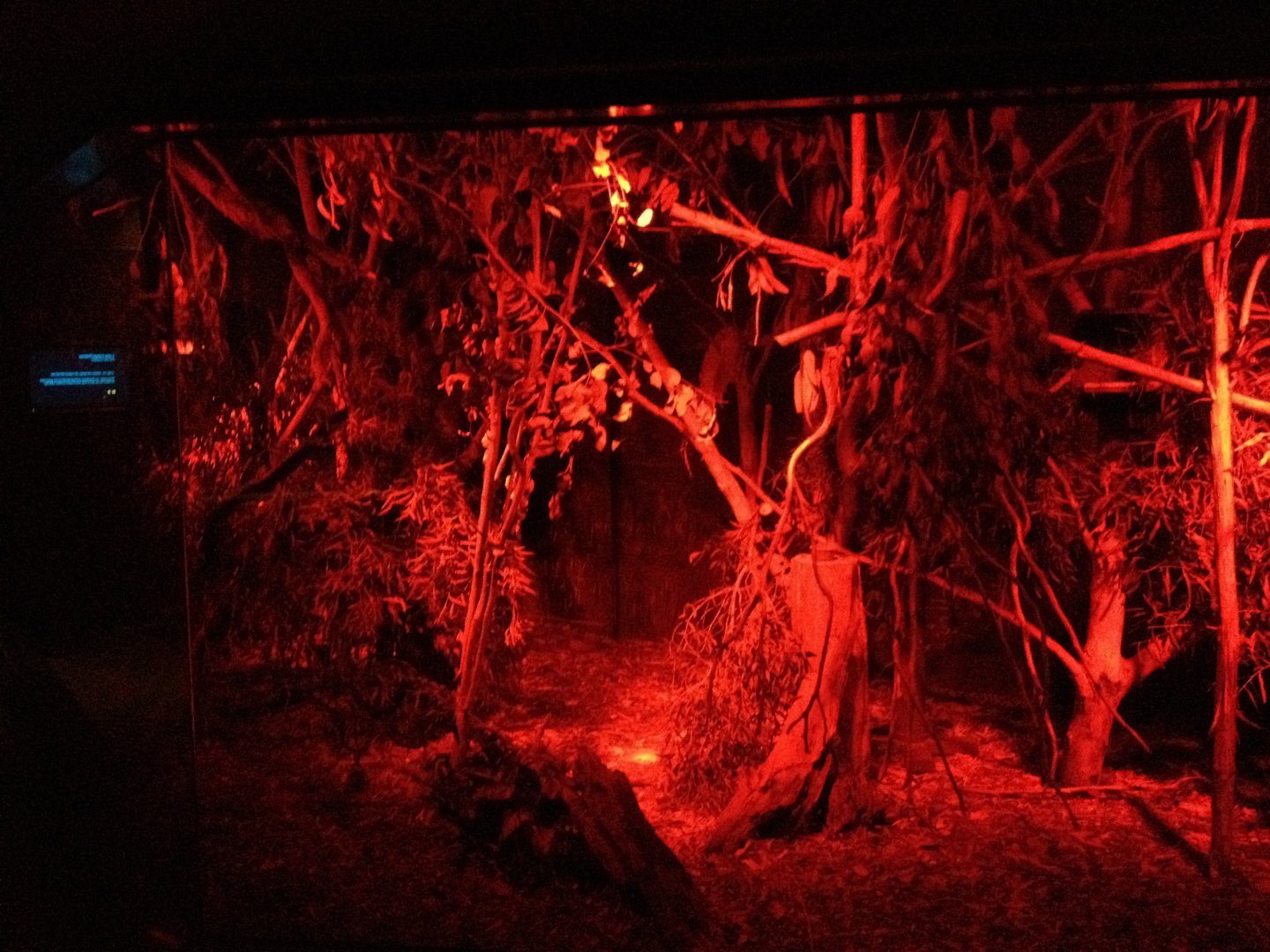 Leadbeater's Possum / Long-nosed Potoroos - Enclosure