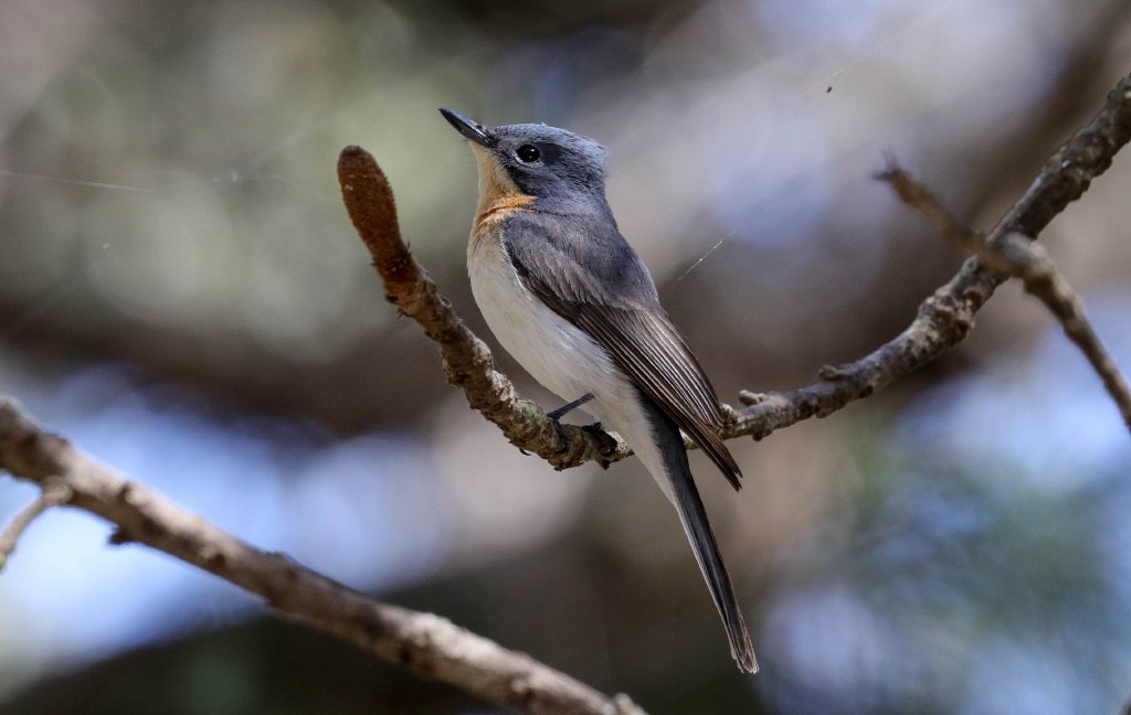 Leaden Flycatcher female