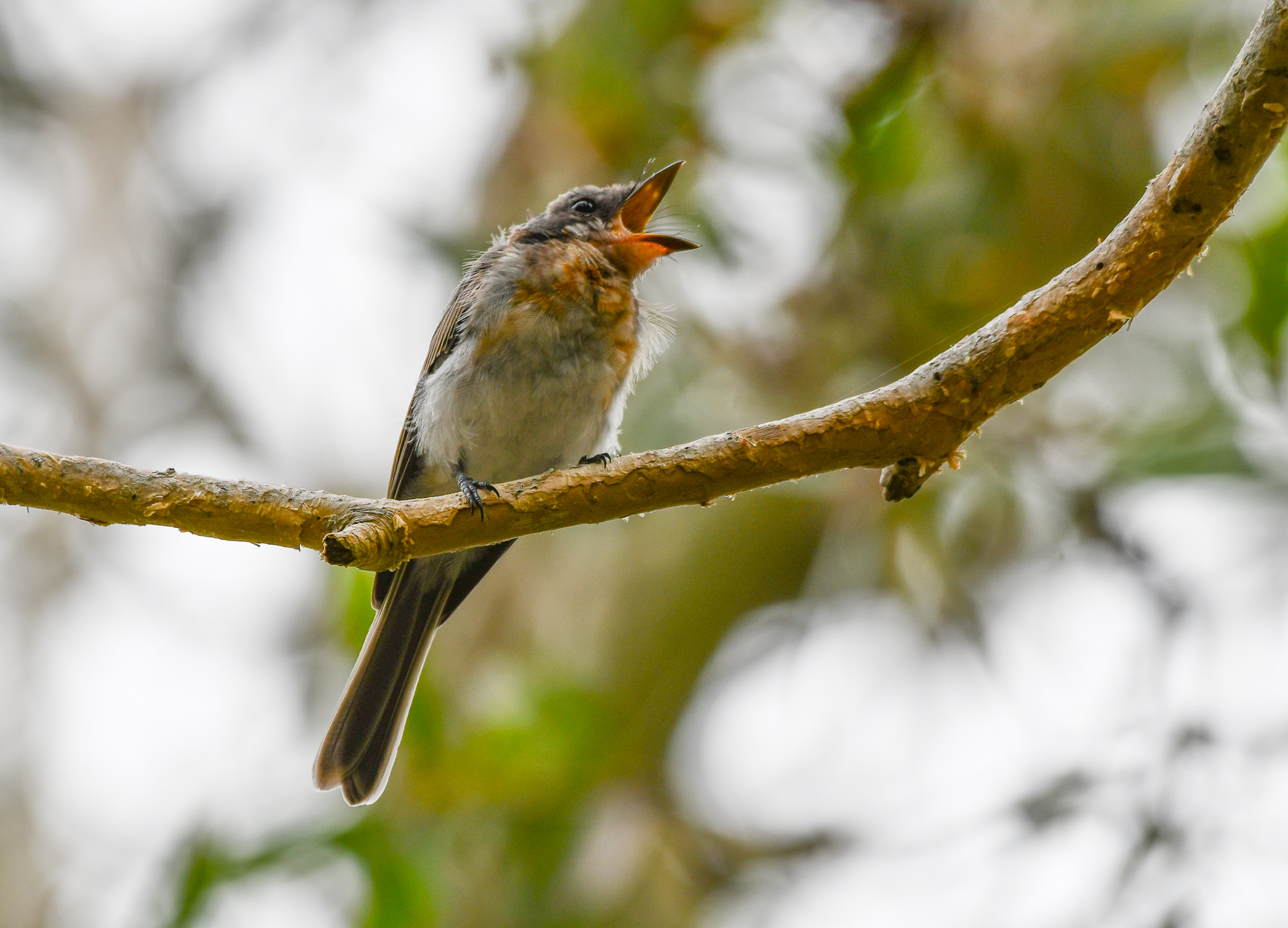 Leaden Flycatcher fledgling
