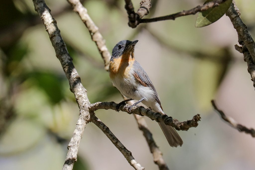 Leaden Flycatcher juvenile