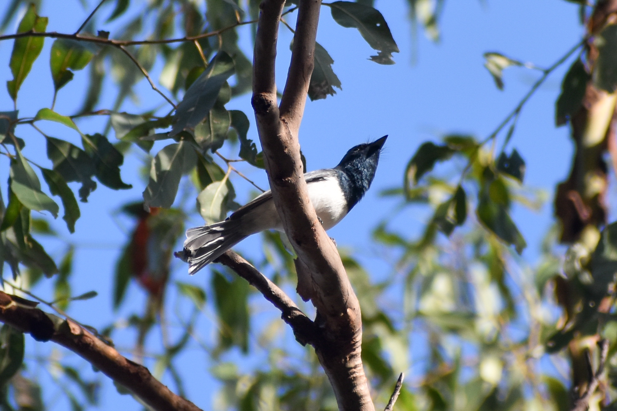 Leaden Flycatcher (Myiagra rubecula)