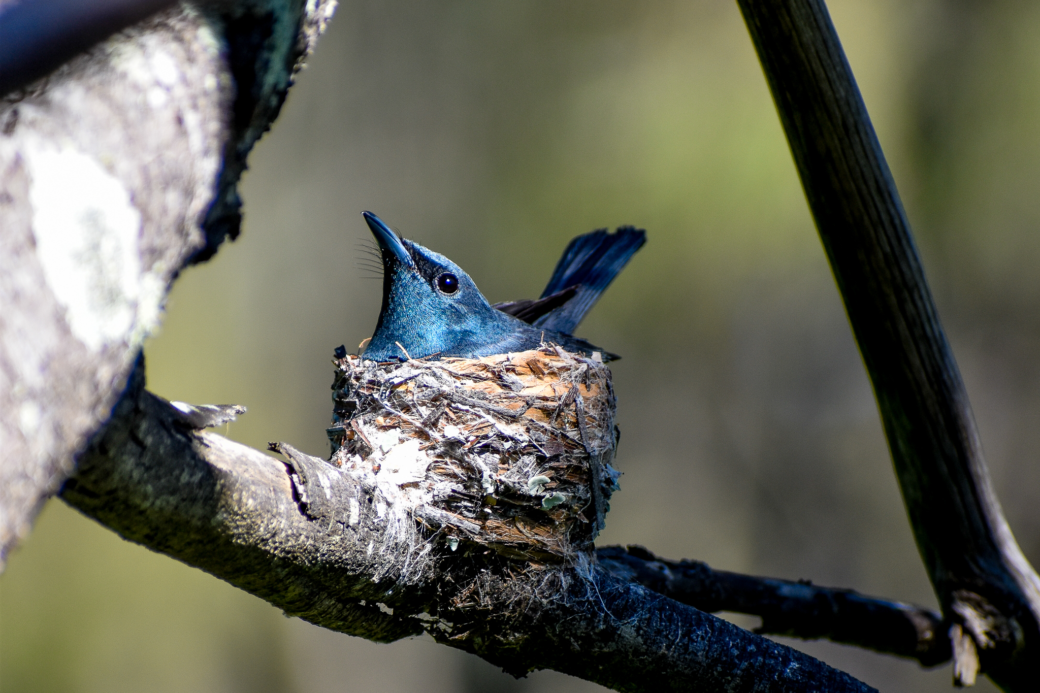 Leaden Flycatcher on Nest