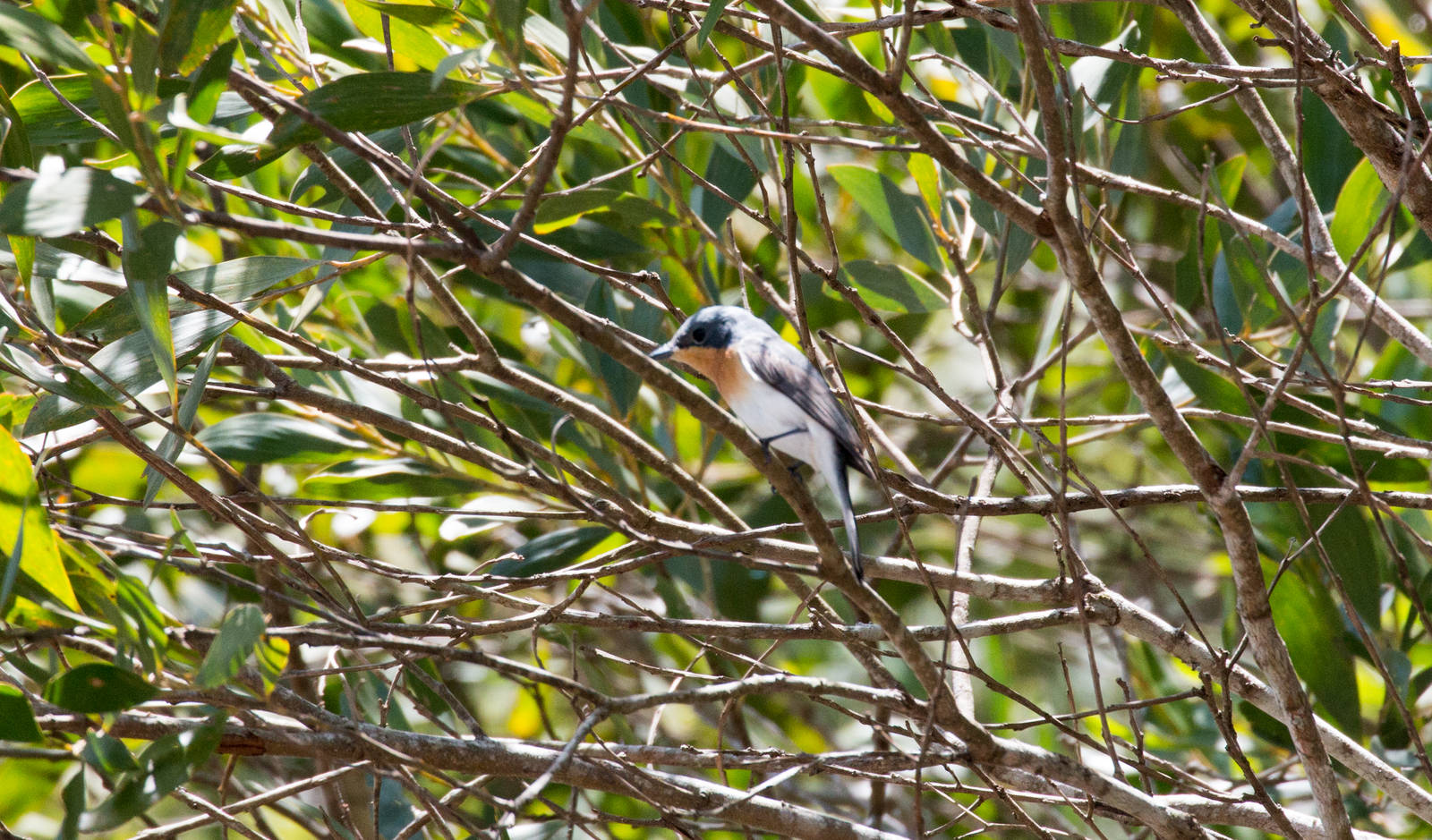 Leaden Flycatcher