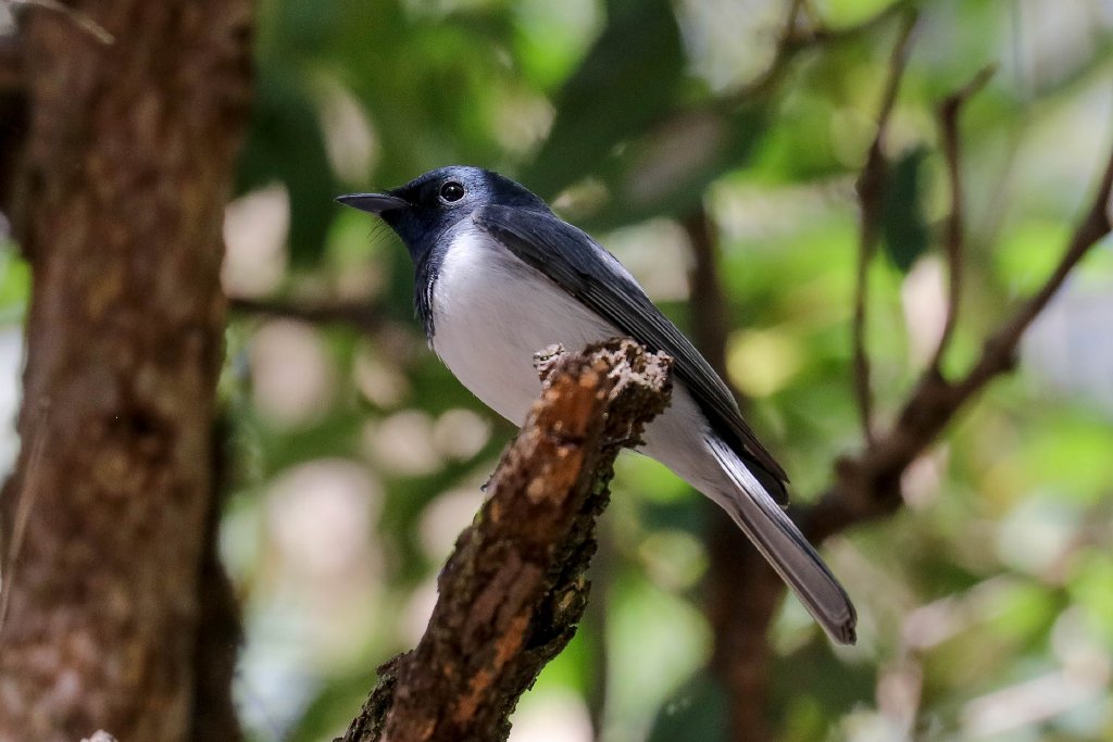 Leaden Flycatcher