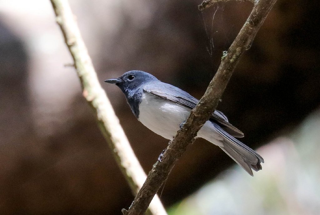 Leaden Flycatcher
