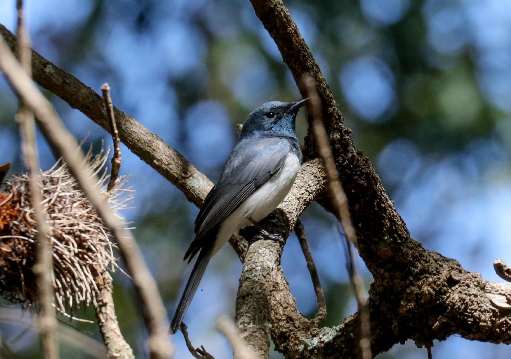 Leaden Flycatcher