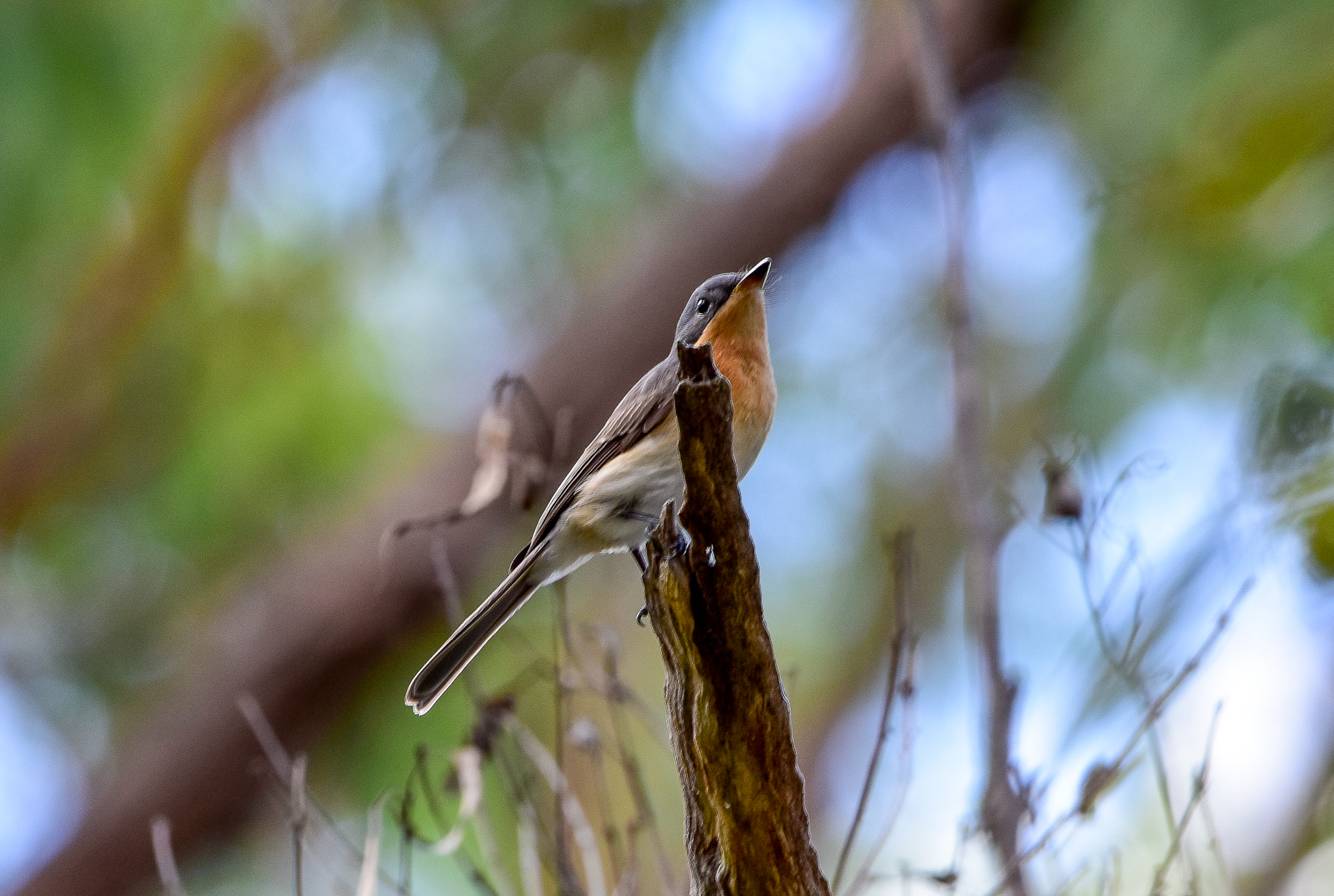 Leaden Flycatcher