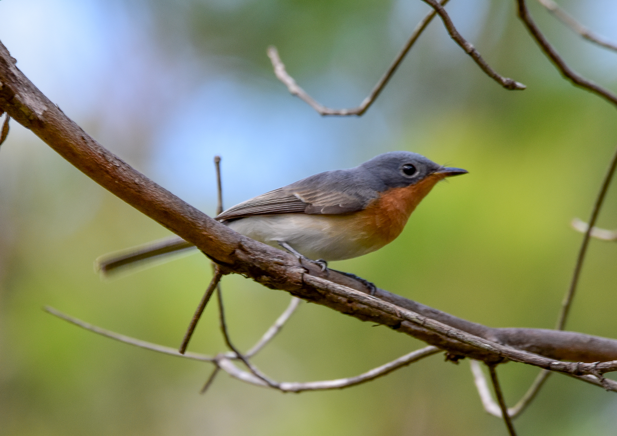 Leaden Flycatcher