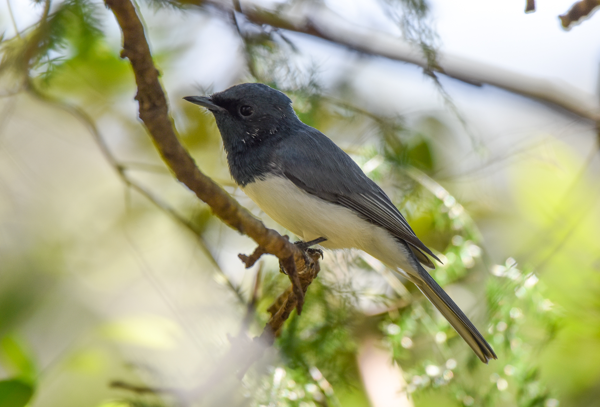Leaden Flycatcher