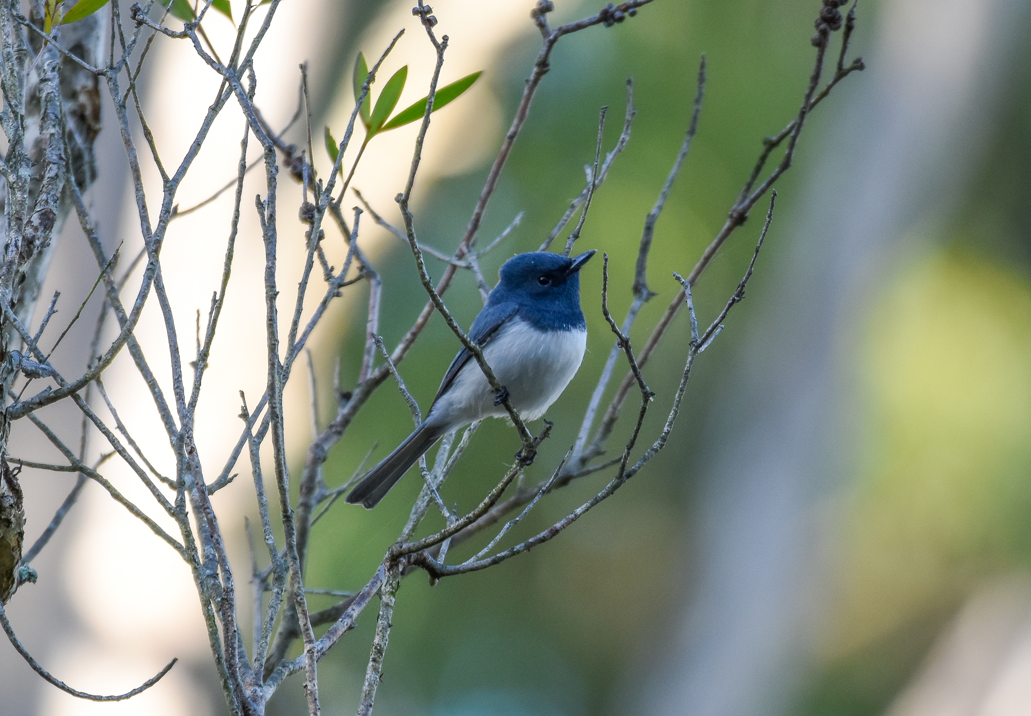 Leaden Flycatcher