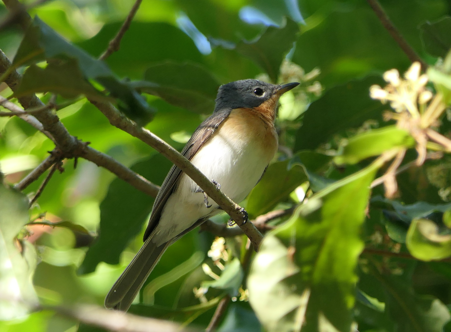 Leaden Flycatcher