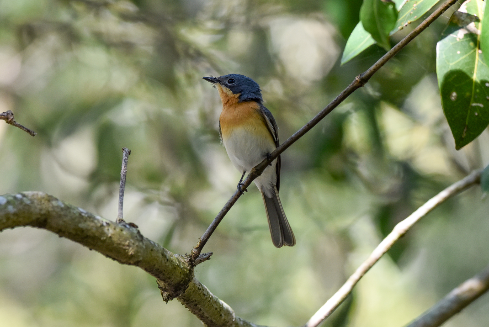 Leaden Flycatcher