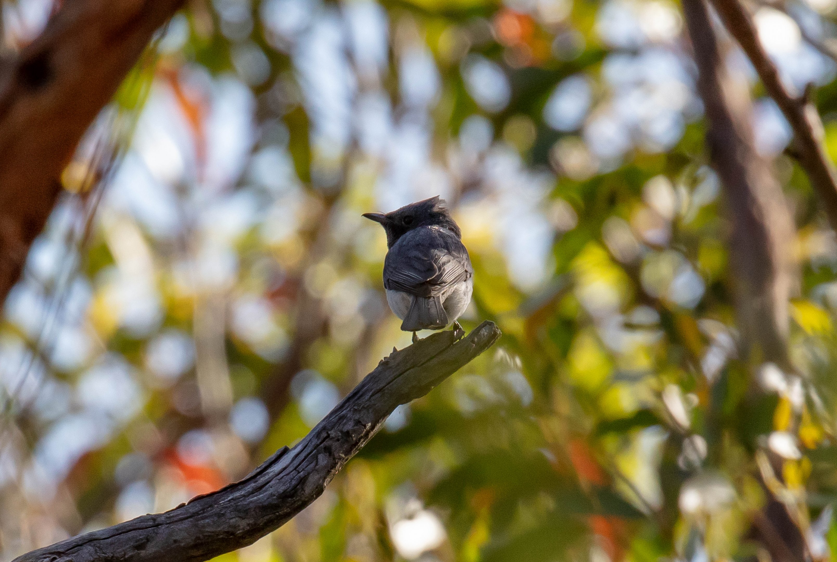 Leaden Flycatcher